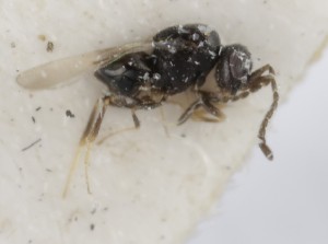  (Aphanogmus microneurus - MZH_GQ.5266)  @11 [ ] by-nc (2024) Simo Vaananen Luomus