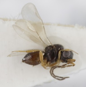  (Aphanogmus nanus - MZH_GQ.5267)  @11 [ ] by-nc (2024) Simo Vaananen Luomus