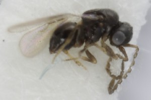  (Aphanogmus steinitzi - MZH_GQ.5269)  @11 [ ] by-nc (2024) Simo Vaananen Luomus