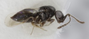  (Aphanogmus terminalis - MZH_GQ.5271)  @11 [ ] by-nc (2024) Simo Vaananen Luomus