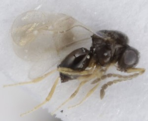  (Aphanogmus vicinus - MZH_GQ.5272)  @11 [ ] by-nc (2024) Simo Vaananen Luomus