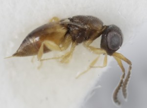  (Ceraphron cursor - MZH_GQ.5274)  @11 [ ] by-nc (2024) Simo Vaananen Luomus