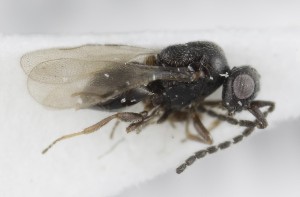  ( - MZH_GQ.5275)  @11 [ ] by-nc (2024) Simo Vaananen Luomus