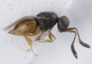  (Ceraphron scoticus - MZH_GQ.5277)  @11 [ ] by-nc (2024) Simo Vaananen Luomus