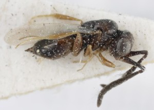  (Ceraphron sulcatus - MZH_GQ.5278)  @11 [ ] by-nc (2024) Simo Vaananen Luomus