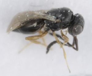  ( - MZH_GQ.5279)  @11 [ ] by-nc (2024) Simo Vaananen Luomus