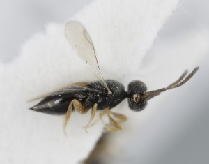  (Ceraphron trissacantha - MZH_GQ.5280)  @11 [ ] by-nc (2024) Simo Vaananen Luomus