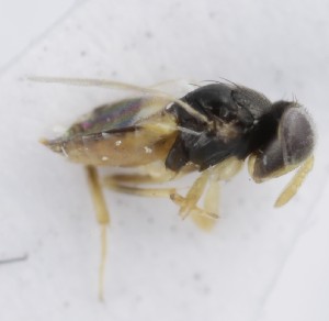  ( - MZH_GQ.5287)  @11 [ ] by-nc (2024) Simo Vaananen Luomus