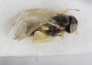  (Aphelinus flaviventris - MZH_GQ.5289)  @11 [ ] by-nc (2024) Simo Vaananen Luomus