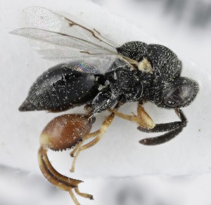  ( - MZH_GQ.5292)  @11 [ ] by-nc (2024) Simo Vaananen Luomus