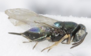  (Ginsiana praepannonica - MZH_GQ.5304)  @11 [ ] by-nc (2024) Simo Vaananen Luomus