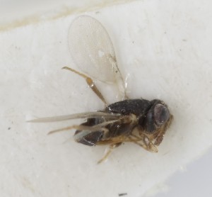  (Metaphycus nitens - MZH_GQ.5309)  @11 [ ] by-nc (2024) Simo Vaananen Luomus