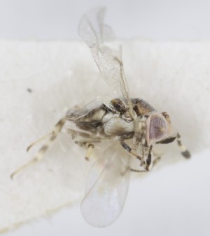  (Metaphycus stagnarum - MZH_GQ.5310)  @11 [ ] by-nc (2024) Simo Vaananen Luomus