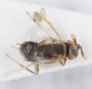  (Acerophagus austriacus - MZH_GQ.5314)  @11 [ ] by-nc (2024) Simo Vaananen Luomus