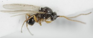  (Phaenoglyphis ruficornis - MZH_GQ.6573)  @11 [ ] by-nc (2023) Simo Vaananen Luomus