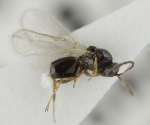  (Ganaspis dubia - MZH_GQ.6621)  @11 [ ] by-nc (2023) Simo Vaananen Luomus