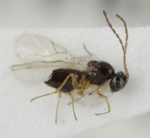  ( - MZH_GQ.6622)  @11 [ ] by-nc (2023) Simo Vaananen Luomus