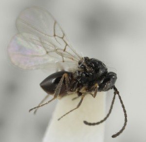  (Microstilba heterogena - MZH_GQ.6648)  @11 [ ] by-nc (2023) Simo Vaananen Luomus