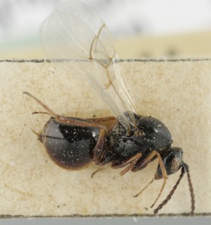  ( - MZH_GQ.6655)  @11 [ ] by-nc (2023) Simo Vaananen Luomus