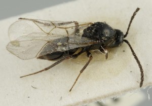  (Trybliographa atra - MZH_GQ.6657)  @11 [ ] by-nc (2023) Simo Vaananen Luomus