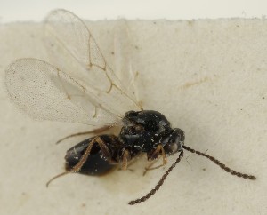  (Trybliographa ciliaris - MZH_GQ.6658)  @11 [ ] by-nc (2023) Simo Vaananen Luomus