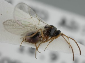  ( - MZH_GQ.6666)  @11 [ ] by-nc (2023) Simo Vaananen Luomus