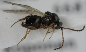  ( - MZH_GQ.6669)  @11 [ ] by-nc (2023) Simo Vaananen Luomus