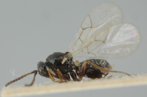  (Trybliographa suecica - MZH_GQ.6671)  @11 [ ] by-nc (2023) Simo Vaananen Luomus