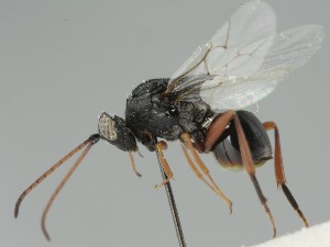  (Aspicera scutellata - MZH_GQ.6681)  @11 [ ] by-nc (2023) Simo Vaananen Luomus