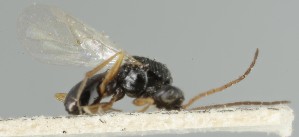  ( - MZH_GQ.6686)  @11 [ ] by-nc (2023) Simo Vaananen Luomus