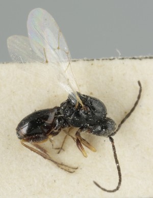  (Figites nitens - MZH_GQ.6687)  @11 [ ] by-nc (2023) Simo Vaananen Luomus