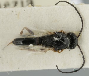  (Figites scutellaris - MZH_GQ.6688)  @11 [ ] by-nc (2023) Simo Vaananen Luomus