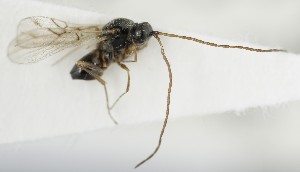  (Lonchidia maculipennis - MZH_GQ.6690)  @11 [ ] by-nc (2023) Simo Vaananen Luomus