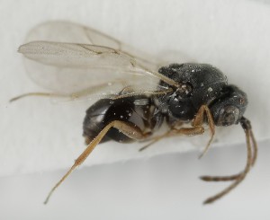  ( - MZH_GQ.6691)  @11 [ ] by-nc (2023) Simo Vaananen Luomus