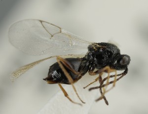  (Sarothrus tibialis - MZH_GQ.6696)  @11 [ ] by-nc (2023) Simo Vaananen Luomus