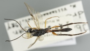  (Ibalia rufipes - MZH_GQ.6700)  @11 [ ] by-nc (2023) Simo Vaananen Luomus