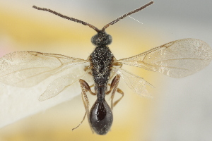  ( - MZH_GQ.6735)  @11 [ ] by-nc (2023) Simo Vaananen Luomus