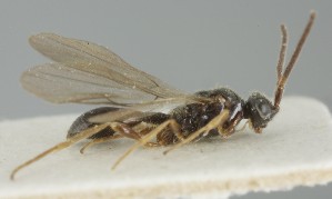  ( - MZH_GQ.6739)  @11 [ ] by-nc (2023) Simo Vaananen Luomus