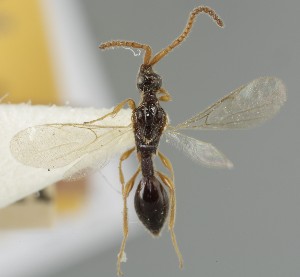  (Belyta rugosicollis - MZH_GQ.6741)  @11 [ ] by-nc (2023) Simo Vaananen Luomus