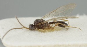  (Cinetus tristis - MZH_GQ.6761)  @11 [ ] by-nc (2024) Simo Vaananen Luomus
