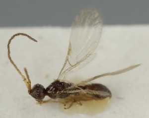  ( - MZH_GQ.6778)  @11 [ ] by-nc (2024) Simo Vaananen Luomus