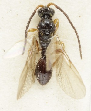  ( - MZH_GQ.6785)  @11 [ ] by-nc (2024) Simo Vaananen Luomus