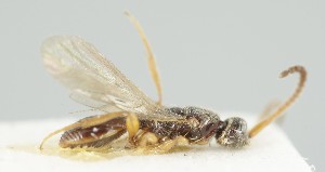  ( - MZH_GQ.6797)  @11 [ ] by-nc (2024) Simo Vaananen Luomus