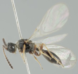  ( - MZH_GQ.6815)  @11 [ ] by-nc (2024) Simo Vaananen Luomus