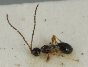  (Trichopria aptera - MZH_GQ.6839)  @11 [ ] by-nc (2024) Simo Vaananen Luomus
