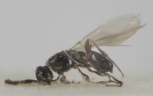  ( - MZH_GQ.6843)  @11 [ ] by-nc (2024) Simo Vaananen Luomus