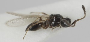  ( - MZH_GQ.6848)  @11 [ ] by-nc (2024) Simo Vaananen Luomus