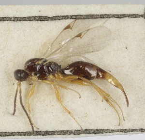  ( - MZH_GQ.6855)  @11 [ ] by-nc (2024) Simo Vaananen Luomus