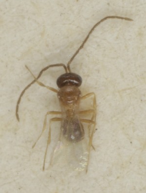  (Trimorus ephippium - MZH_GQ.6883)  @11 [ ] by-nc (2024) Simo Vaananen Luomus