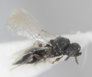 (Isostasius - MZH_GQ.6896)  @11 [ ] by-nc (2024) Simo Vaananen Luomus